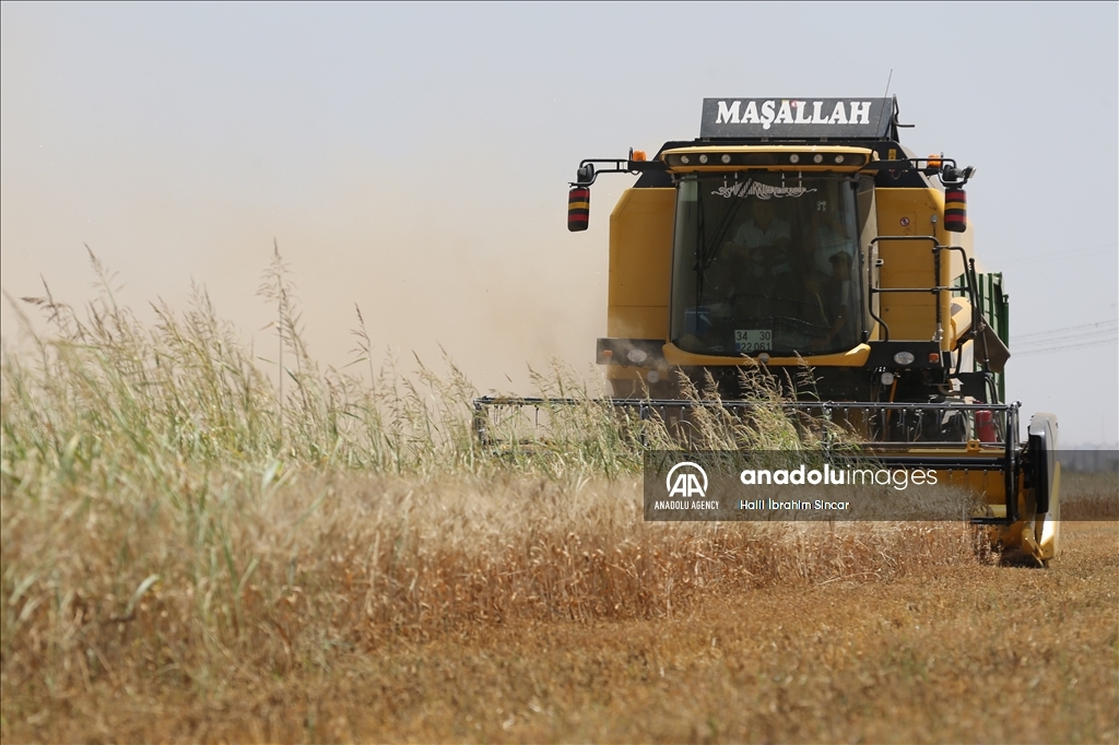 Li Deşta Mêrdînê xêr û bereketa genim zêde ye