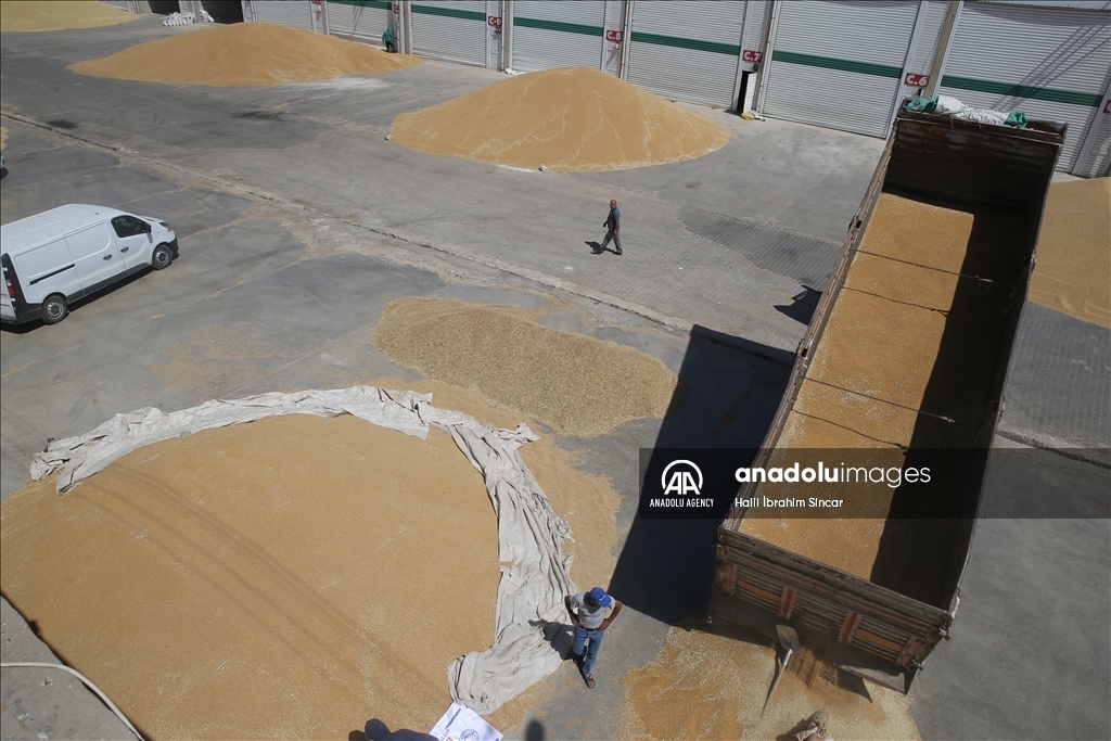 Li Deşta Mêrdînê xêr û bereketa genim zêde ye