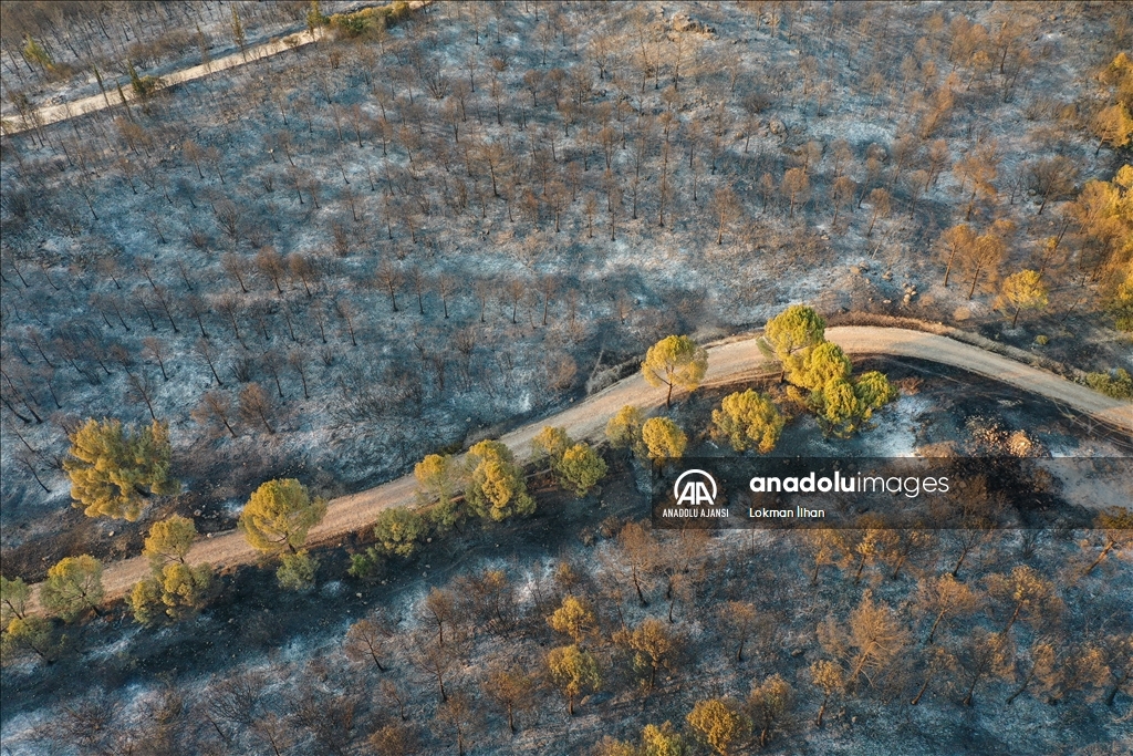 İzmir Aliağa'daki orman yangını kontrol altına alındı