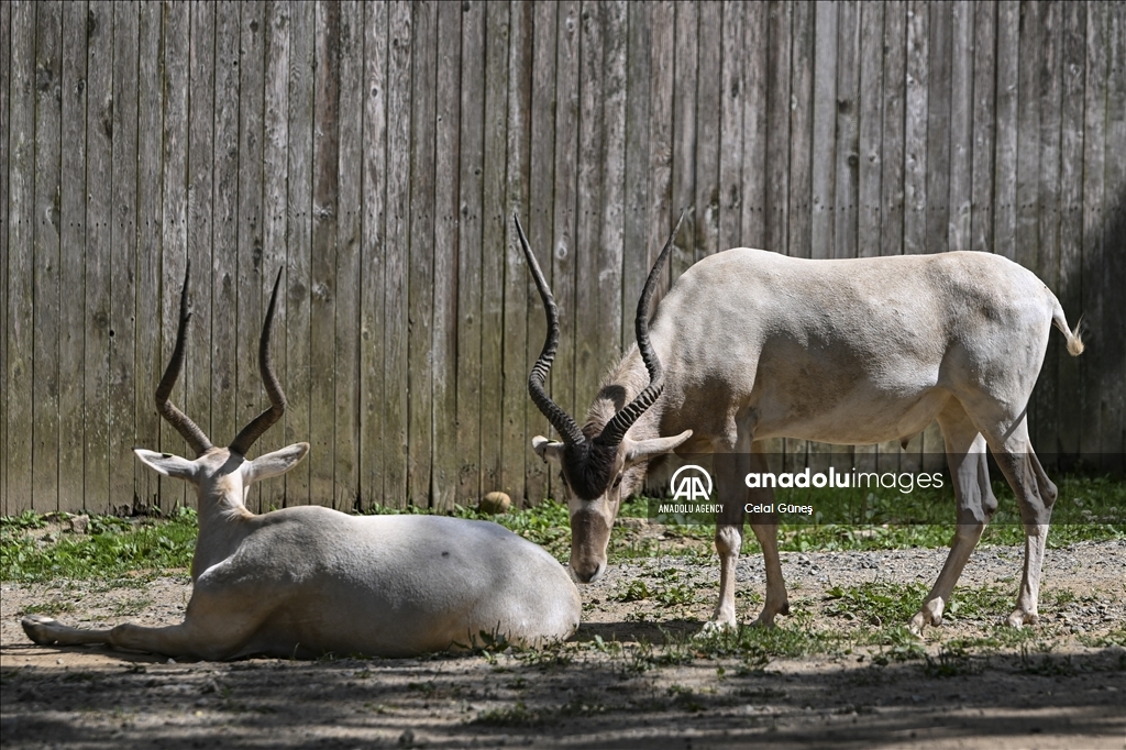 Smithsonian National Zoological Park in Washington