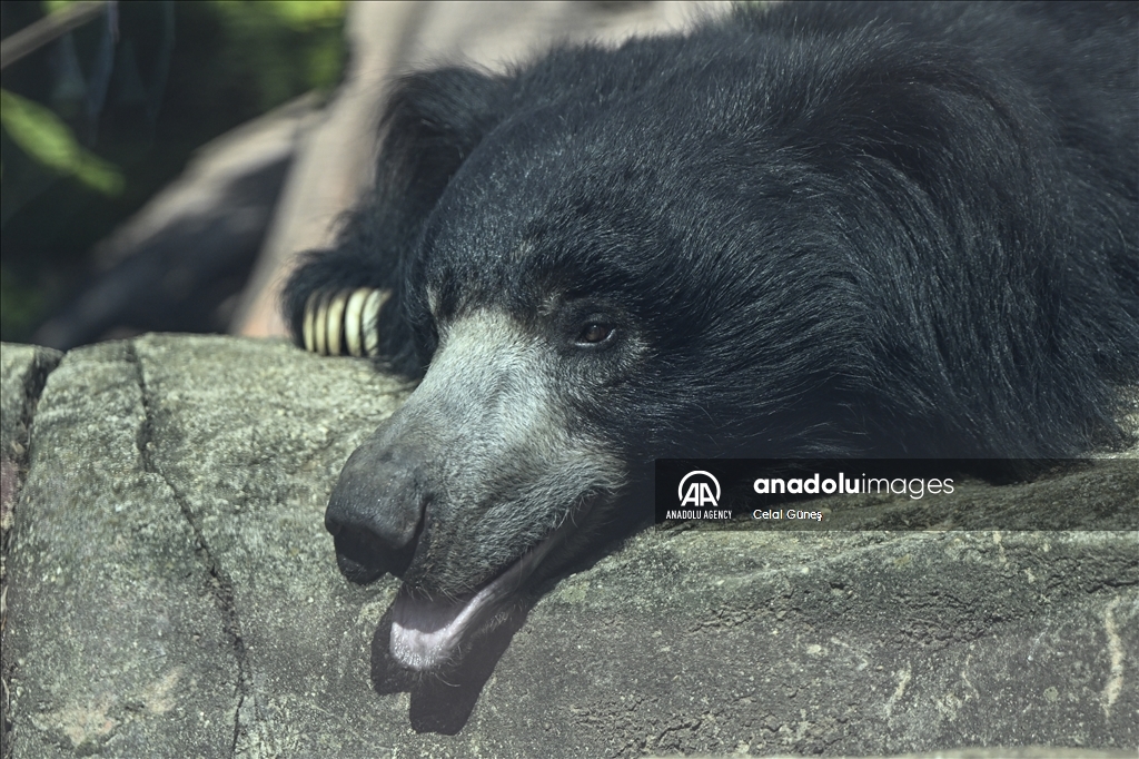 Smithsonian National Zoological Park in Washington
