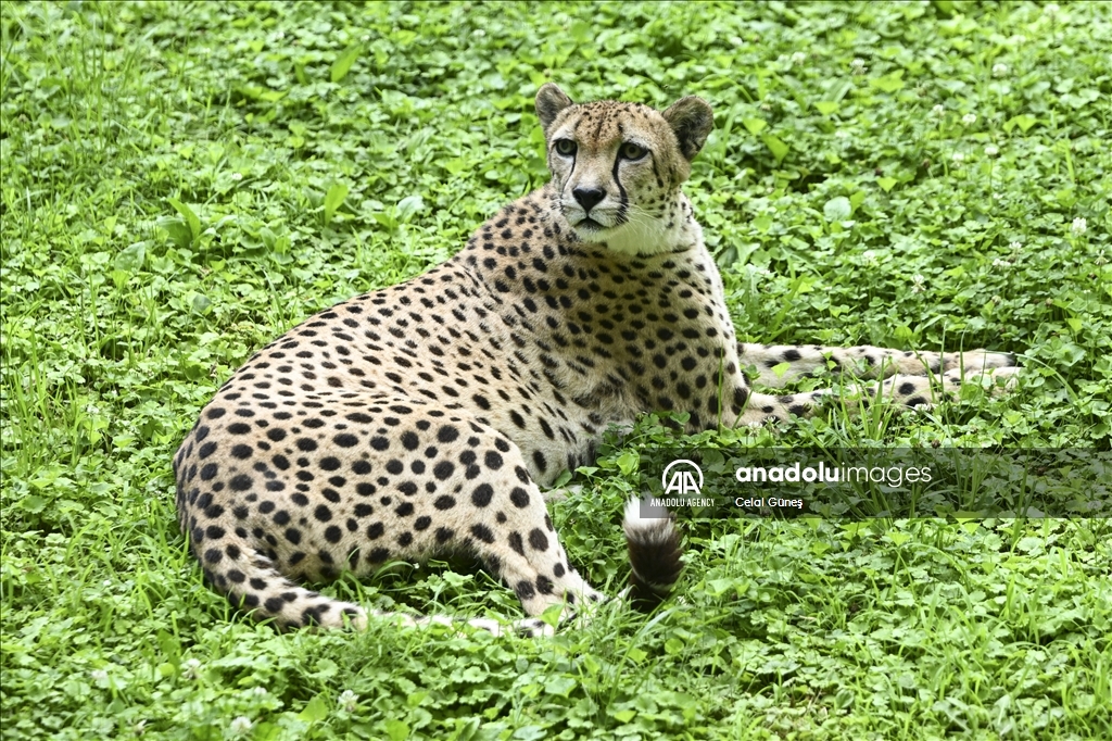 Smithsonian National Zoological Park in Washington