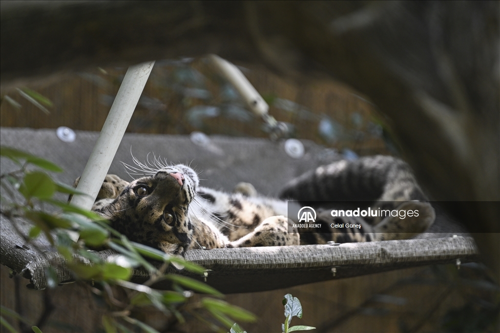 Smithsonian National Zoological Park in Washington