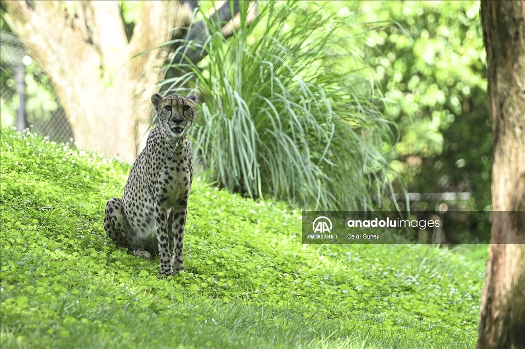 Smithsonian National Zoological Park in Washington