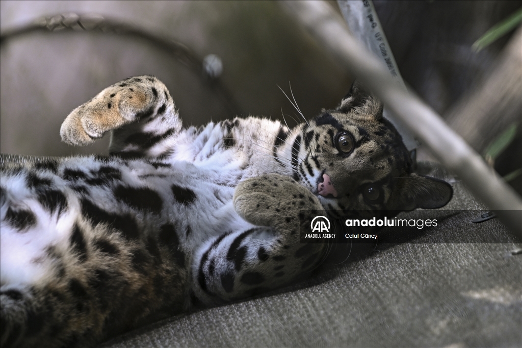 Smithsonian National Zoological Park in Washington