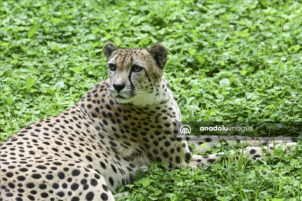 Smithsonian National Zoological Park in Washington