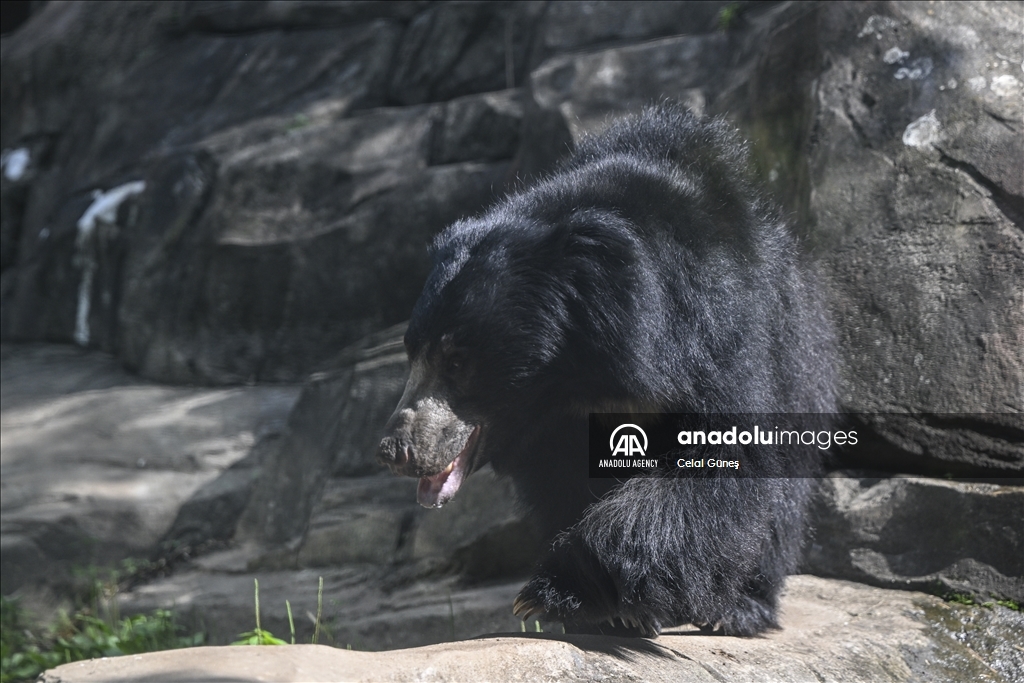 Smithsonian National Zoological Park in Washington