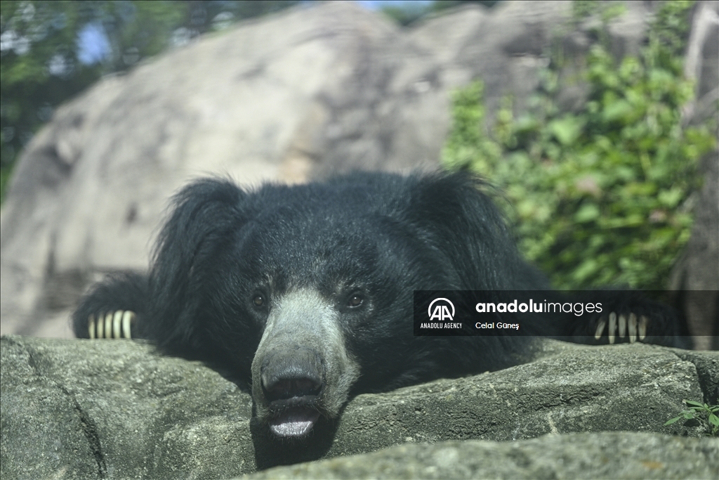 Smithsonian National Zoological Park in Washington