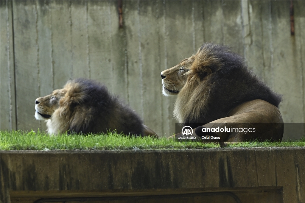 Smithsonian National Zoological Park in Washington