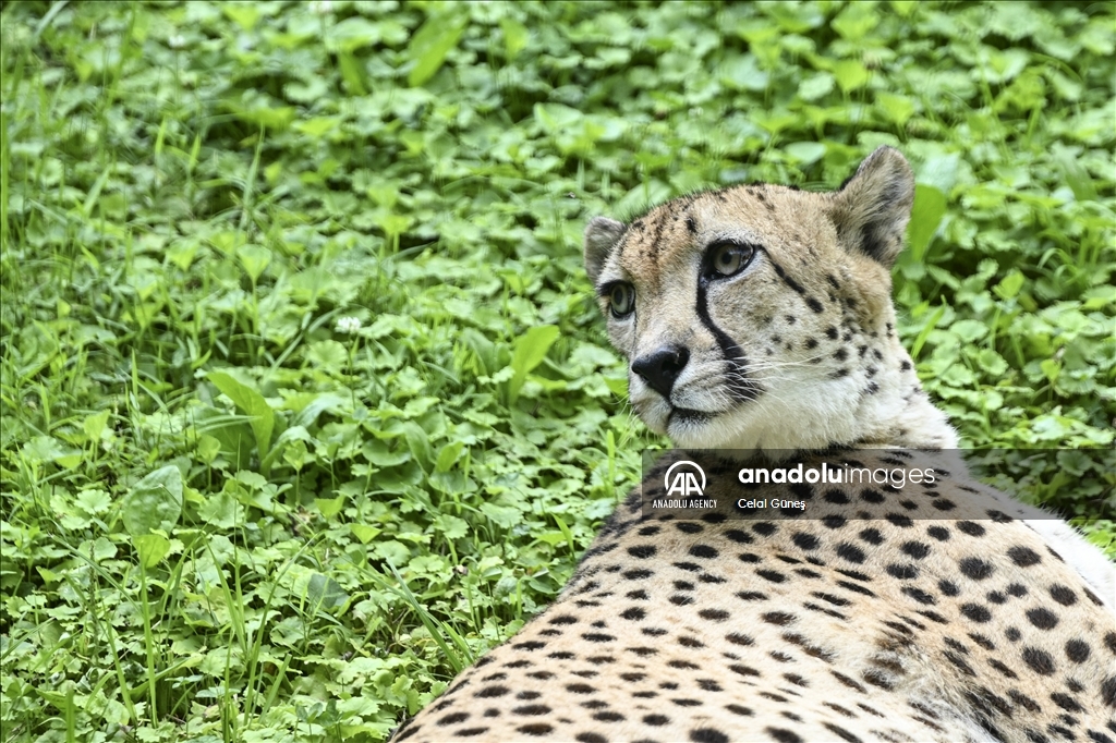 Smithsonian National Zoological Park in Washington