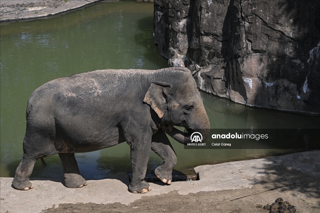 Smithsonian National Zoological Park in Washington
