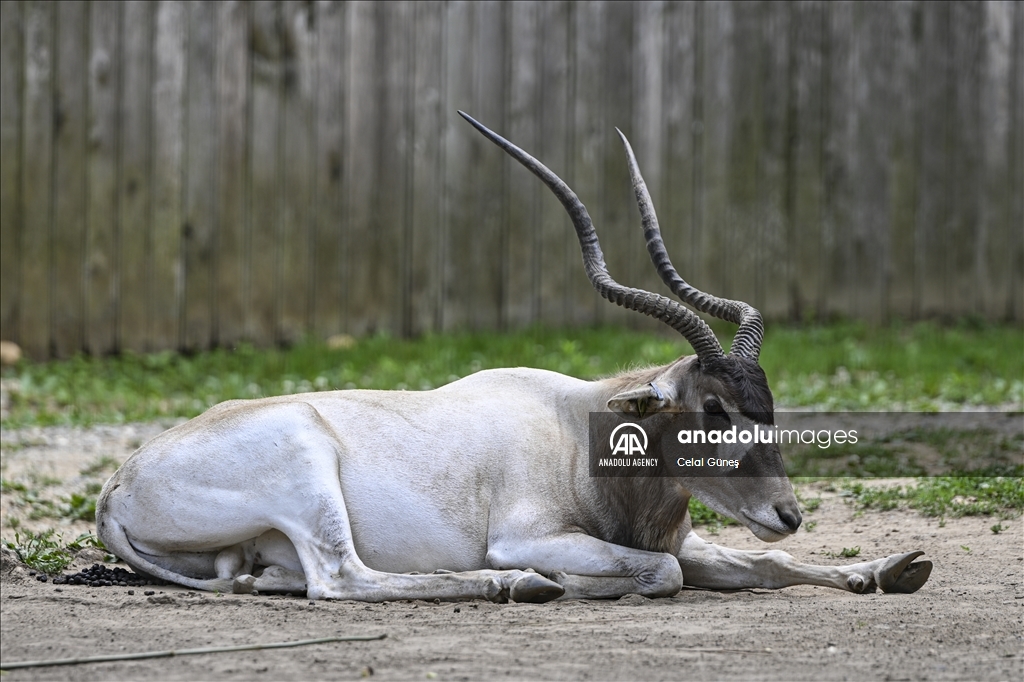 Smithsonian National Zoological Park in Washington