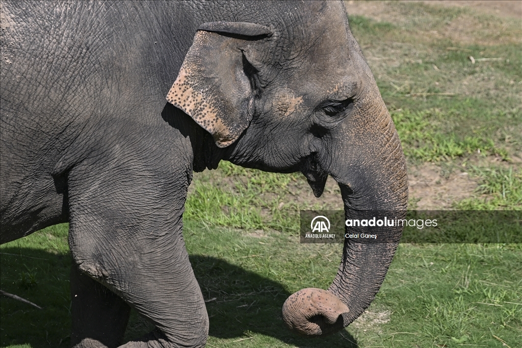 Smithsonian National Zoological Park in Washington