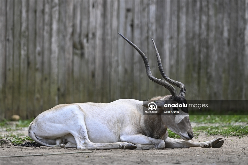 Smithsonian National Zoological Park in Washington