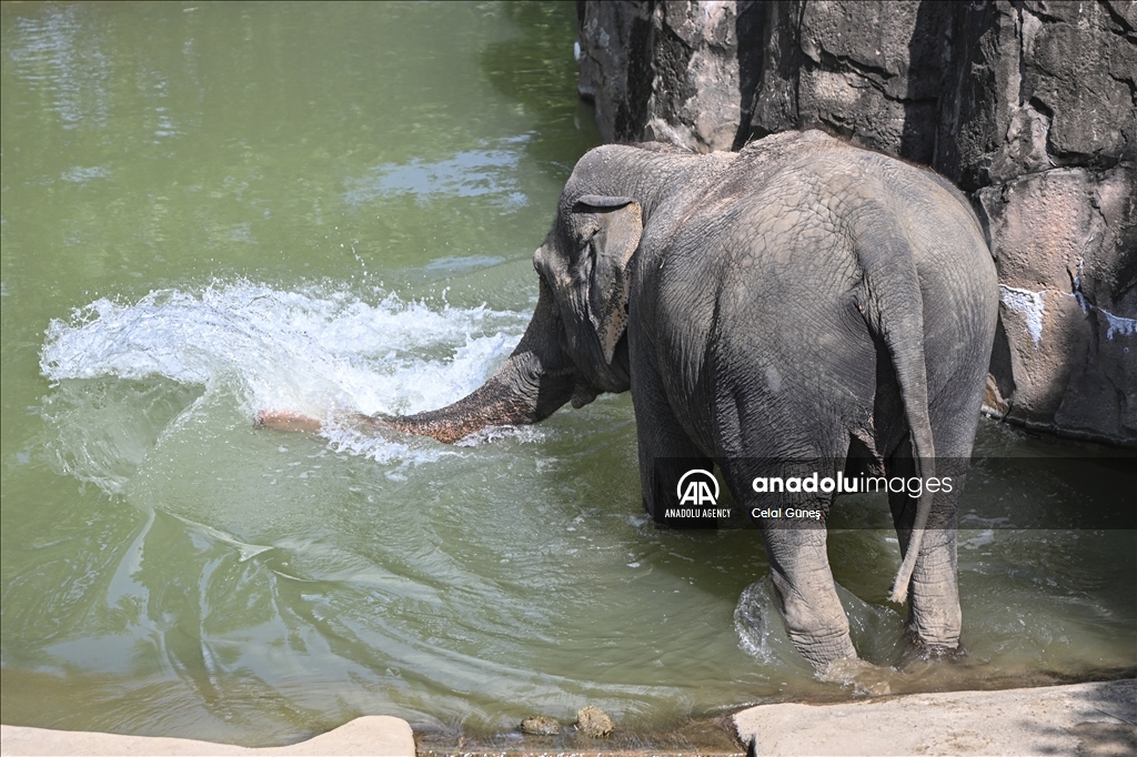 Smithsonian National Zoological Park in Washington
