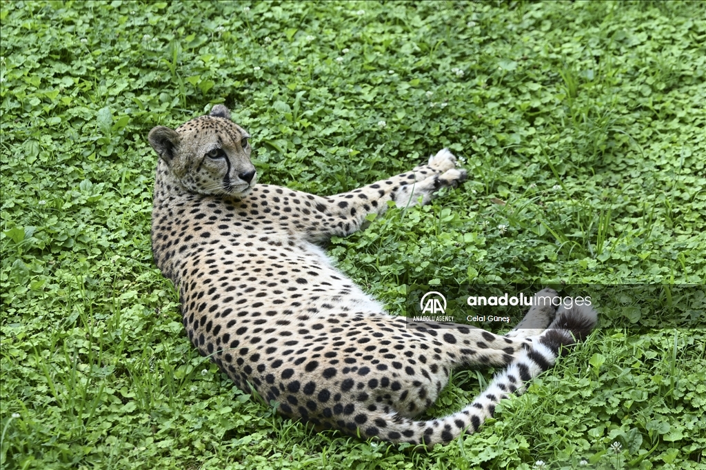 Smithsonian National Zoological Park in Washington