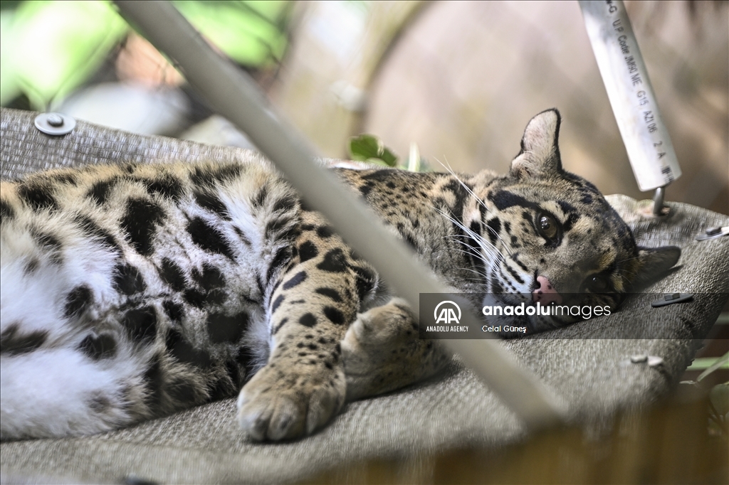 Smithsonian National Zoological Park in Washington