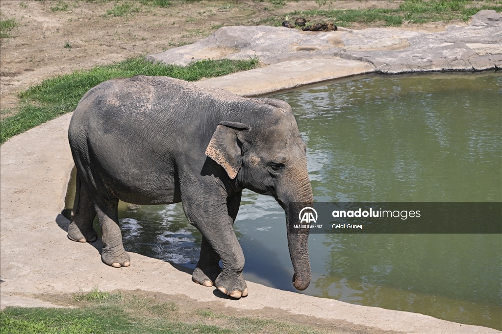 Smithsonian National Zoological Park in Washington