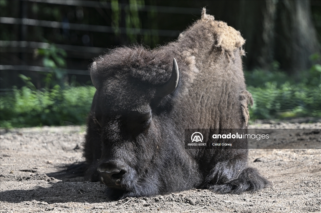 Smithsonian National Zoological Park In Washington - Anadolu Ajansı