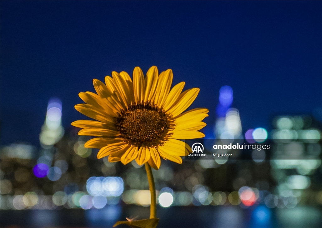 New York'ta gün batımı sonrası Manhattan