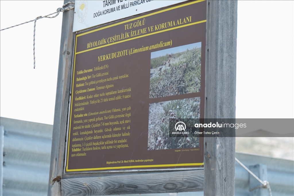 Sadece temmuzda çiçek açan Anadolu Yer Kuduz Otu'na "akademik" koruma