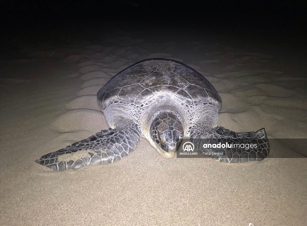 Patara Plajı’nda bu yıl 250 caretta caretta yuvası tespit edildi