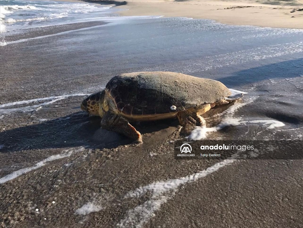 Patara Plajı’nda bu yıl 250 caretta caretta yuvası tespit edildi