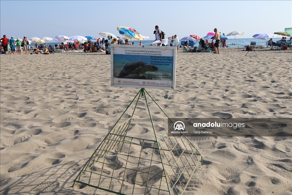 Patara Plajı’nda bu yıl 250 caretta caretta yuvası tespit edildi