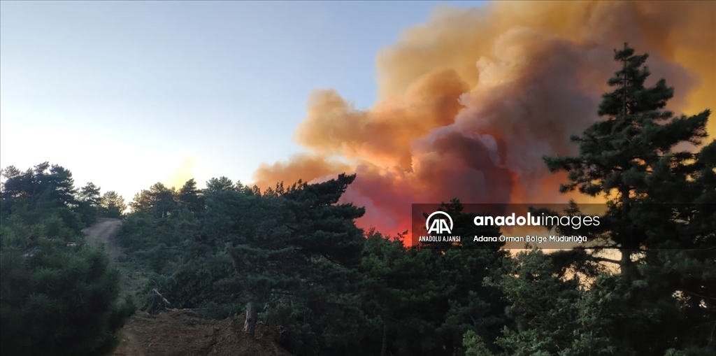 Adana'da orman yangını çıktı
