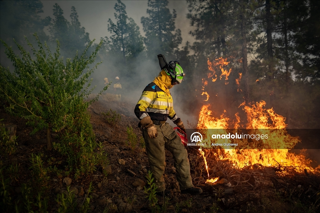 Forest fires in La Palma