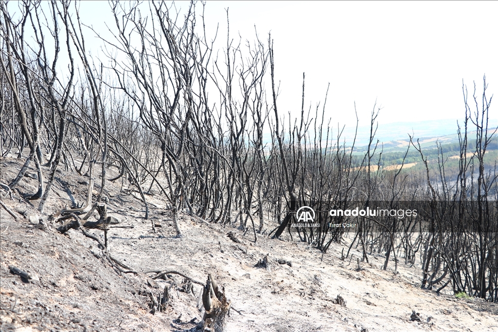 Tekirdağ Malkara'da dün çıkan orman yangını kontrol altına alındı