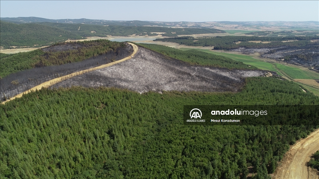 Tekirdağ Malkara'da çıkan orman yangını kontrol altına alındı
