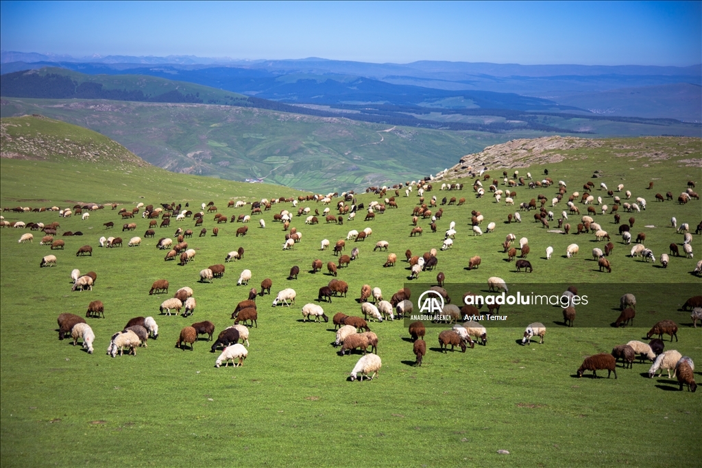 لە مانگی تەمووزدا، لە پارێزگای ئەردەخان وەرزی بەهار دەگوزەرێت