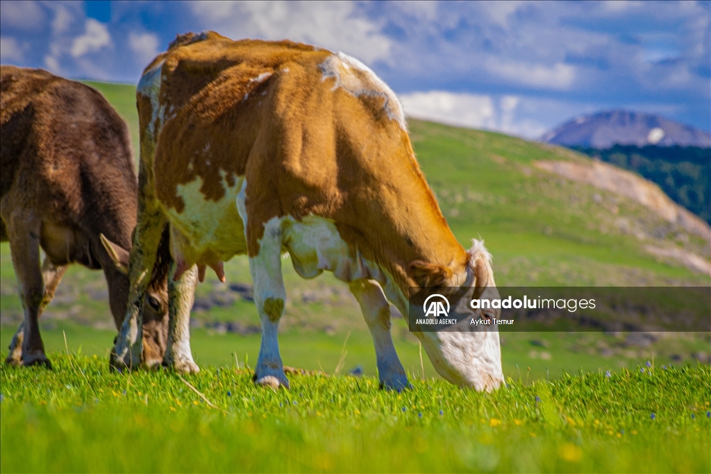 لە مانگی تەمووزدا، لە پارێزگای ئەردەخان وەرزی بەهار دەگوزەرێت