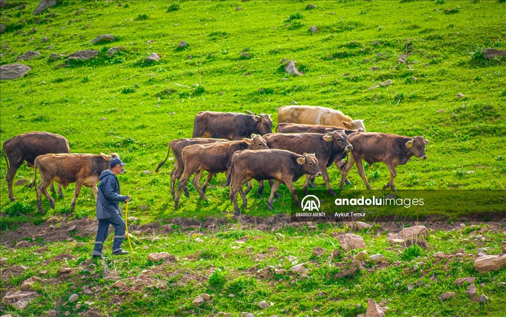لە مانگی تەمووزدا، لە پارێزگای ئەردەخان وەرزی بەهار دەگوزەرێت