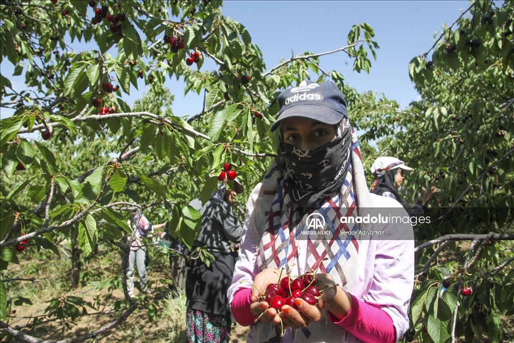 کۆکردنەوەی بەرهەمی گێلاس لە پارێزگای بەدلیس دەستی پێ کرد