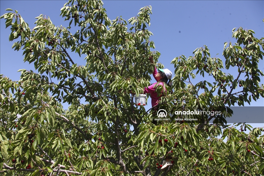 کۆکردنەوەی بەرهەمی گێلاس لە پارێزگای بەدلیس دەستی پێ کرد