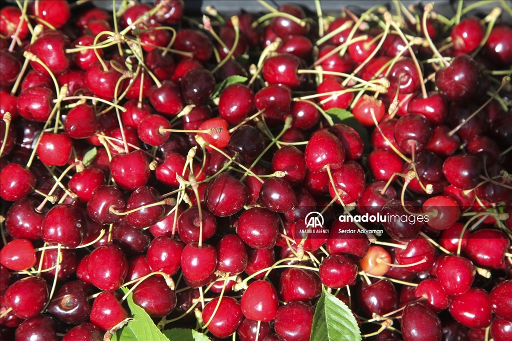 کۆکردنەوەی بەرهەمی گێلاس لە پارێزگای بەدلیس دەستی پێ کرد