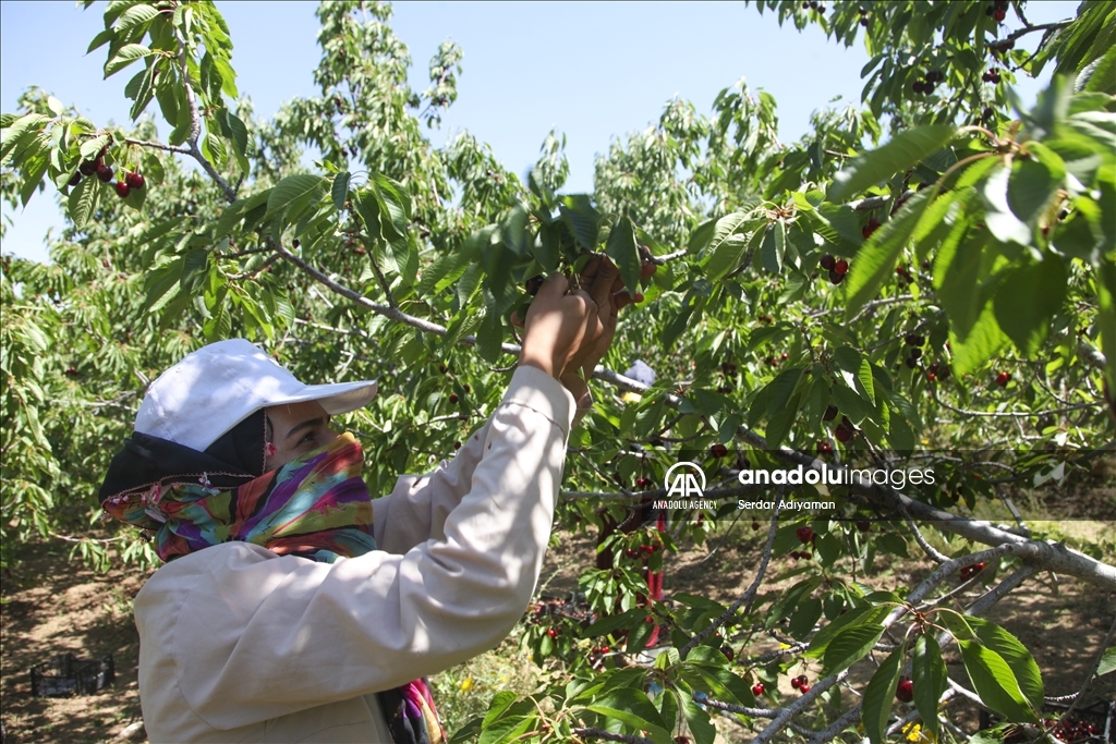 کۆکردنەوەی بەرهەمی گێلاس لە پارێزگای بەدلیس دەستی پێ کرد