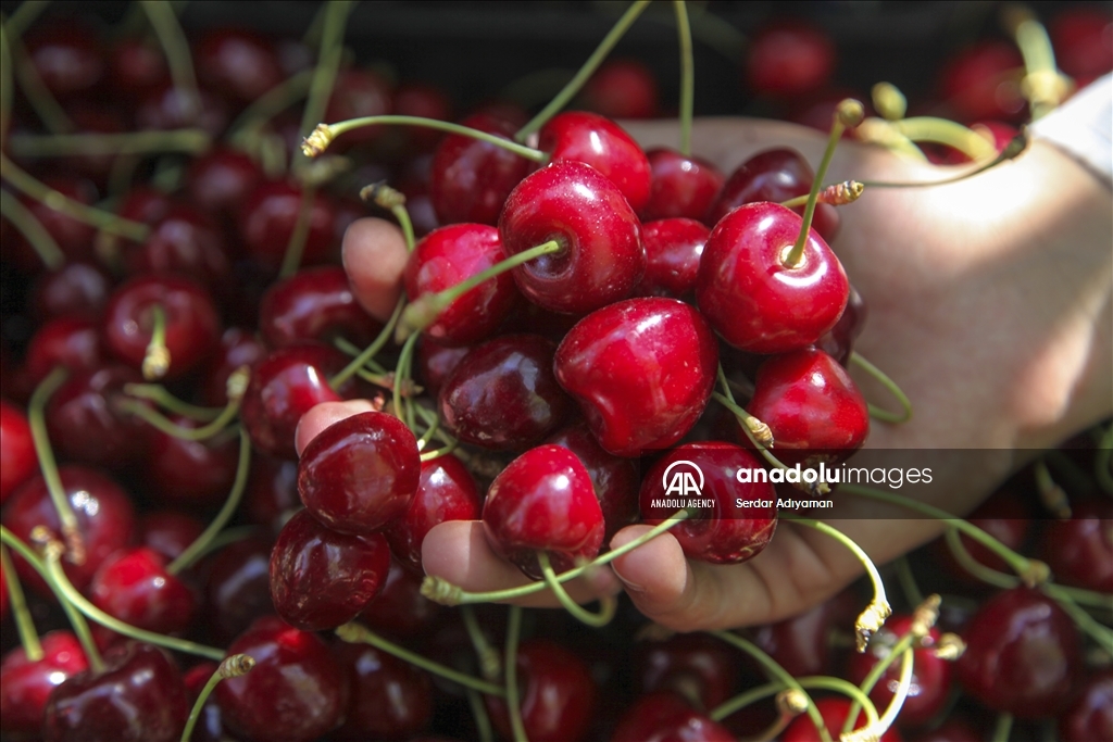 کۆکردنەوەی بەرهەمی گێلاس لە پارێزگای بەدلیس دەستی پێ کرد