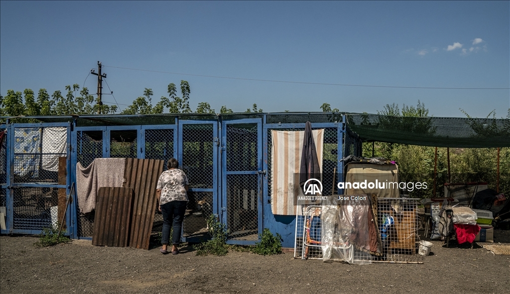 Pets rescued from the battle front in Ukraine
