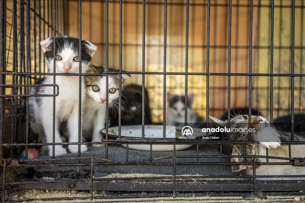 Pets rescued from the battle front in Ukraine