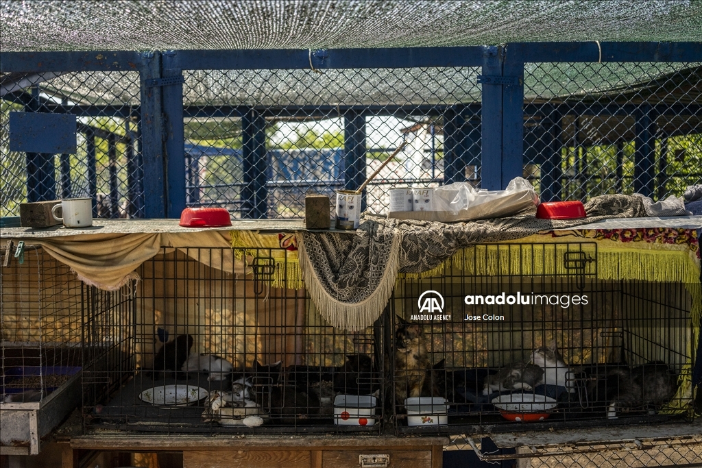 Pets rescued from the battle front in Ukraine
