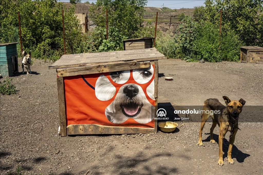 Pets rescued from the battle front in Ukraine
