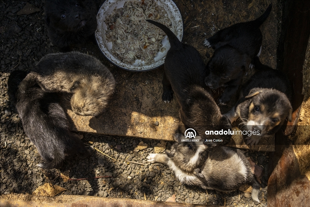 Pets rescued from the battle front in Ukraine