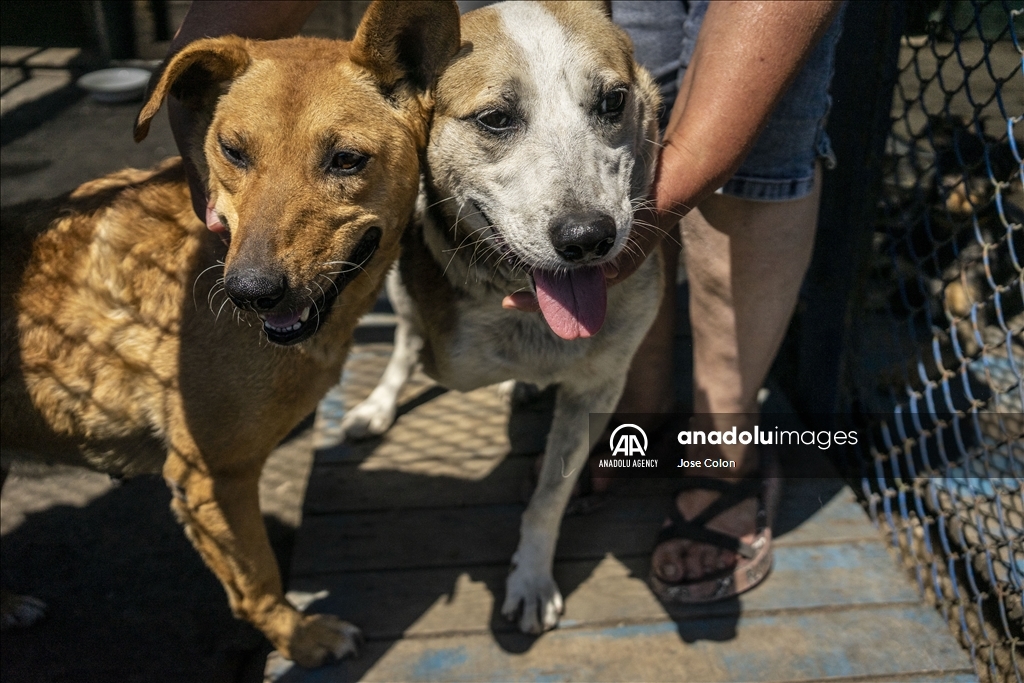 Pets rescued from the battle front in Ukraine