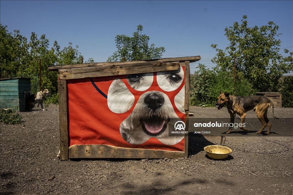 Pets rescued from the battle front in Ukraine