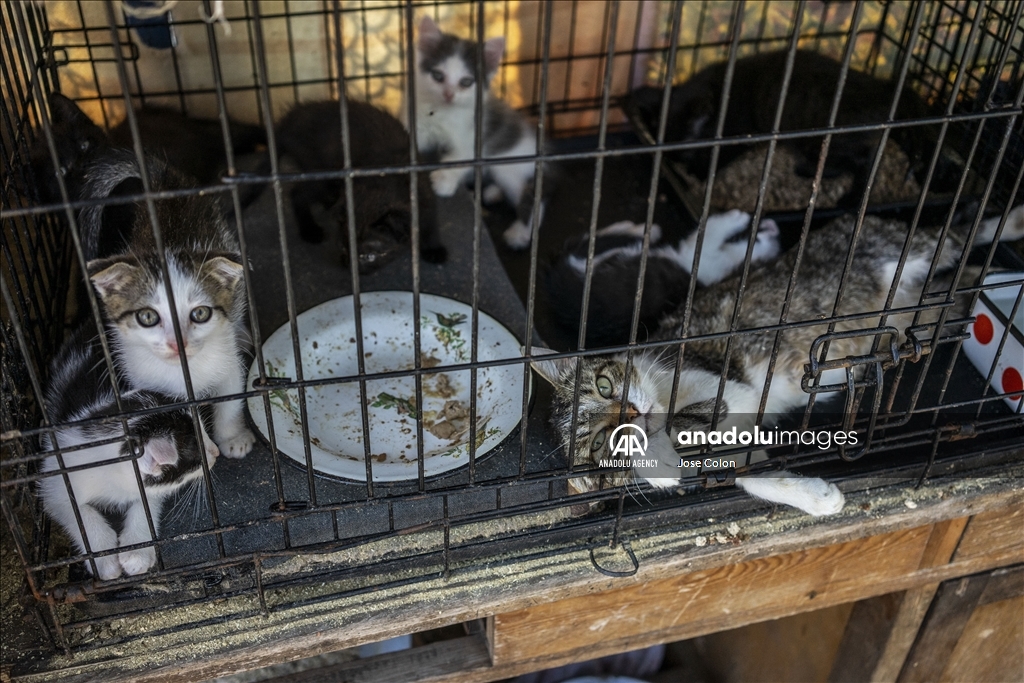 Pets rescued from the battle front in Ukraine