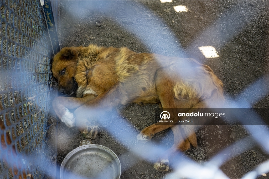 Pets rescued from the battle front in Ukraine