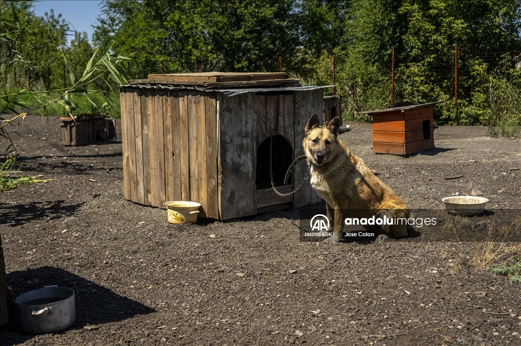 Pets rescued from the battle front in Ukraine
